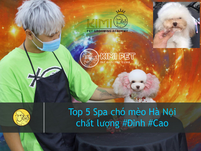 TOP 5 dịch vụ Spa chó mèo Hà Nội với chất lượng đỉnh cao