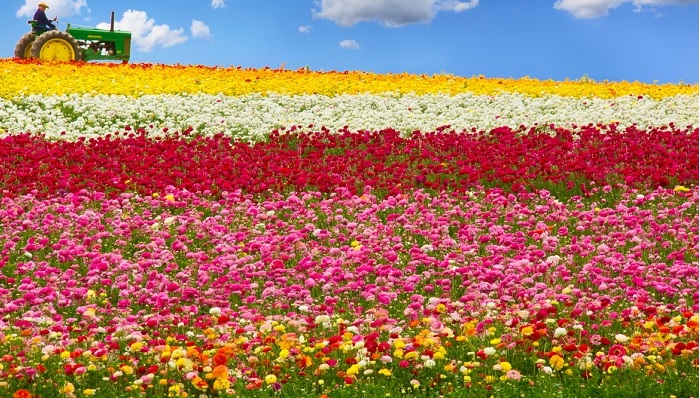 top 7 cánh đồng hoa ở mỹ đẹp như tranh khiến khách du lịch quên lối về