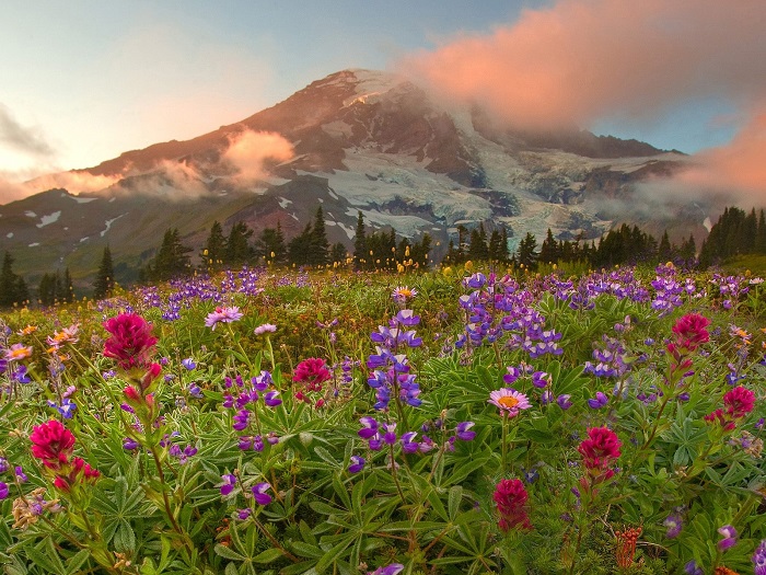 top 7 cánh đồng hoa ở mỹ đẹp như tranh khiến khách du lịch quên lối về