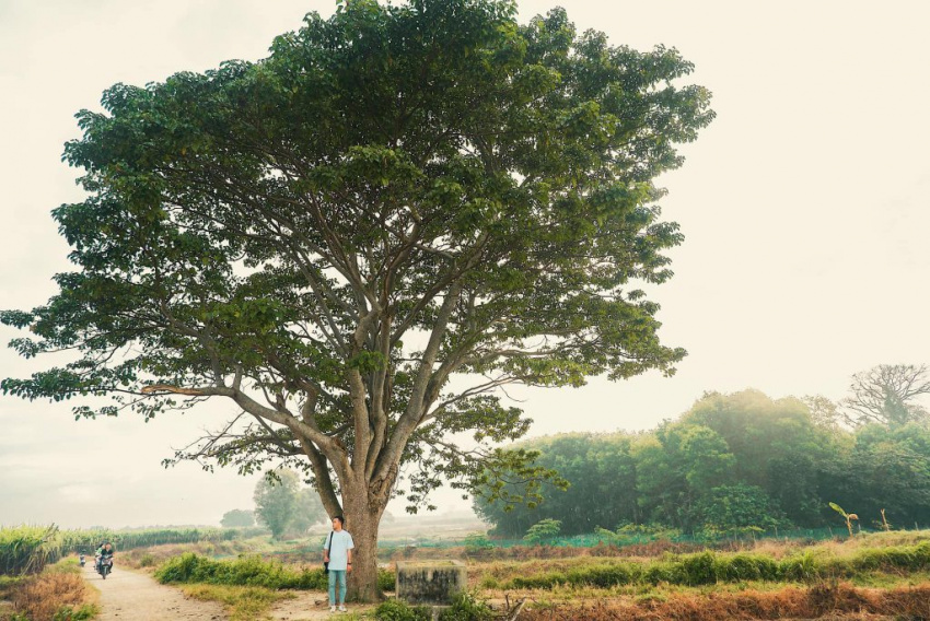 checkin cây ngô đồng trong phim mắt biếc đang gây sốt