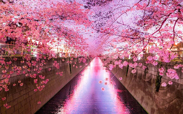 Du lịch Nhật Bản bốn mùa với cảnh sắc theo từng mùa cực đẹp