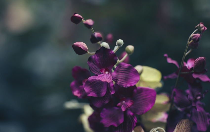 [khám phá] hoa phong lan tím ở nước nào & ý nghĩa đặc biệt