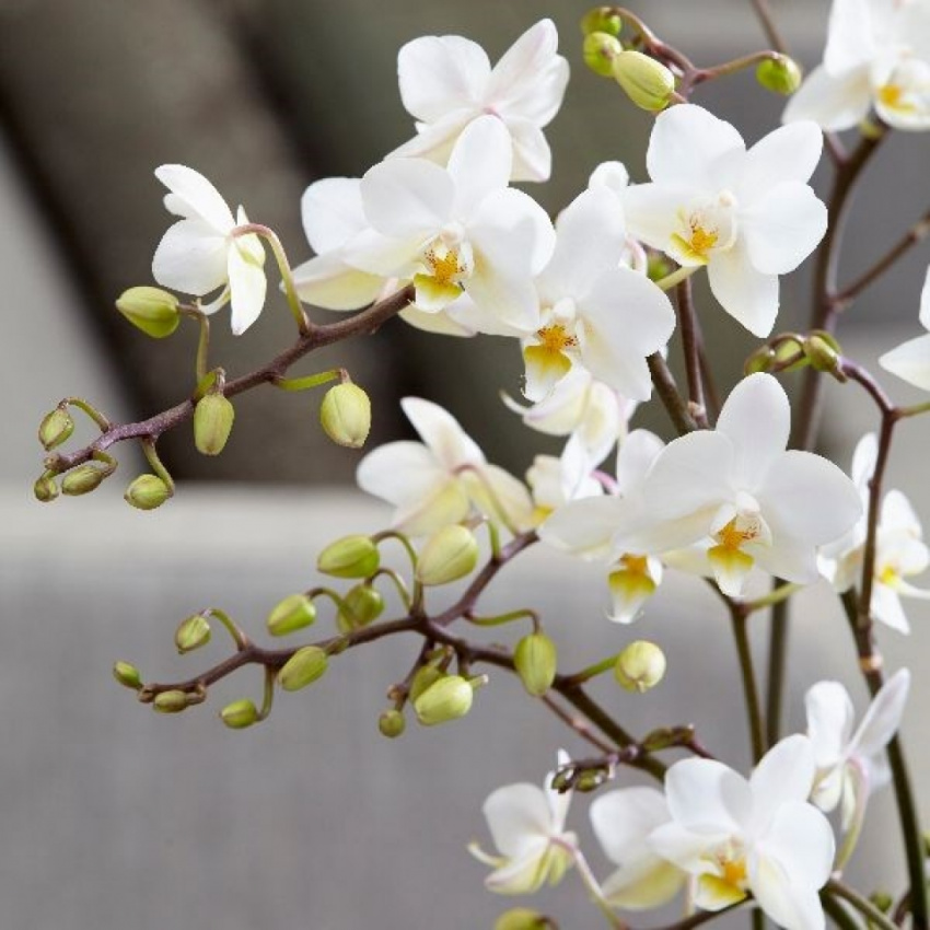 TOP 10+ loài hoa đẹp nhất thế giới, loài thứ 5 ở Việt Nam rất phổ ...