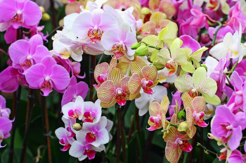 top 10+ loài hoa đẹp nhất thế giới, loài thứ 5 ở việt nam rất phổ biến