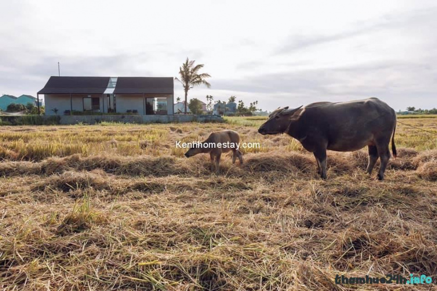 review homestay oryzavilla hội an: view ngắm cánh đồng ngát hương thơm