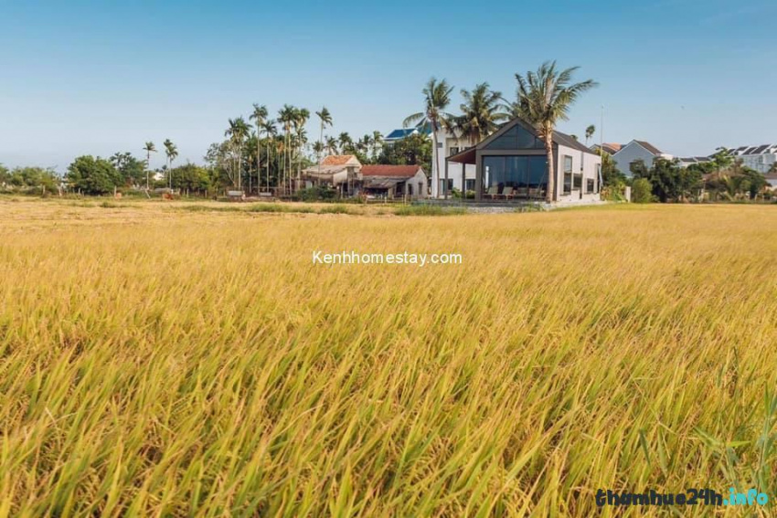 review homestay oryzavilla hội an: view ngắm cánh đồng ngát hương thơm