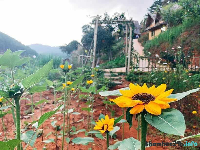 review vườn nhà củi: homestay ngôi nhà mái lá viền hoa bình yên ở đà lạt
