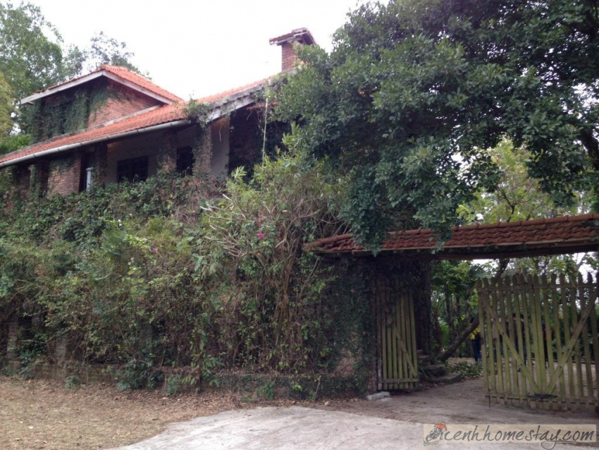 jungle house bắc ninh: review chi tiết homestay cổ kính đẹp như cổ tích