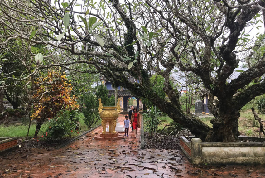 [Review] Về chùa Giác Lương ngắm cây sứ hơn 200 tuổi