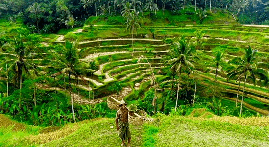 Ruộng bậc thang Tegalalang – vẻ đẹp thơ mộng của Bali
