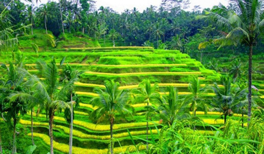 Ruộng bậc thang Tegalalang – vẻ đẹp thơ mộng của Bali
