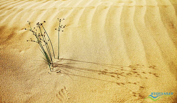 đồi cát nam cương – vẻ đẹp tiềm ẩn của cát và gió