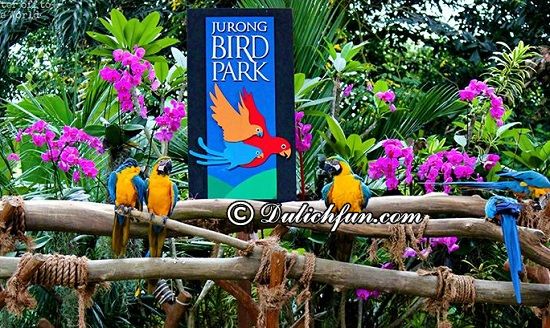 Kinh nghiệm du lịch vườn chim Jurong, Singapore mới nhất