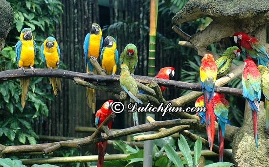 singapore, kinh nghiệm du lịch vườn chim jurong, singapore mới nhất