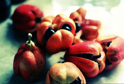 Tổng hợp tất cả các loại trái cây trên thế giới ngon – độc – lạ