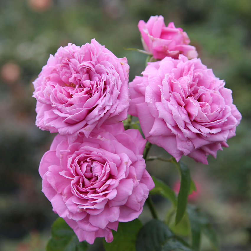Tổng hợp danh sách các loài hoa hồng đẹp nhất thế giới - ALONGWALKER