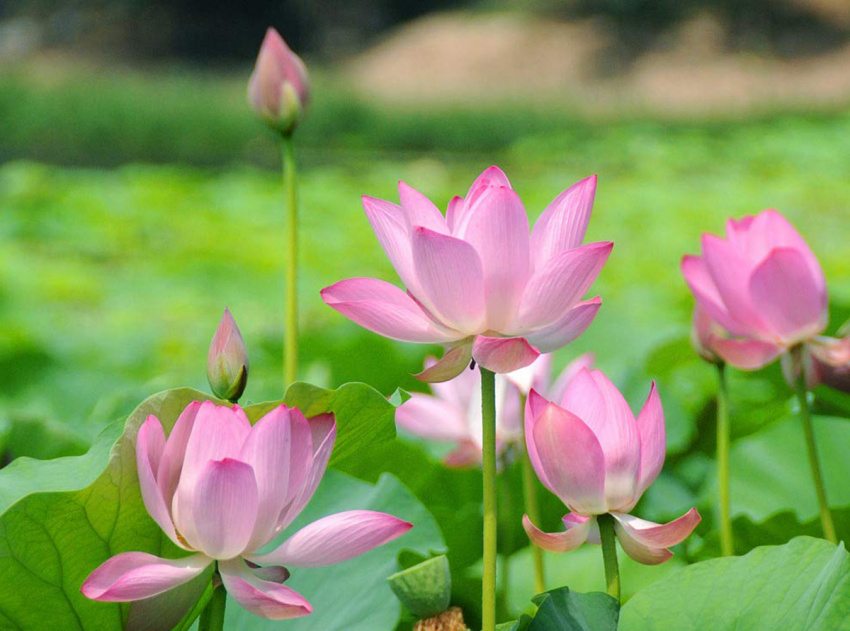 Kể tên các loài hoa ở Việt Nam cực kỳ phổ biến và ý nghĩa của chúng