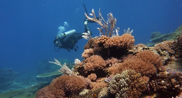 5 địa điểm lặn biển đẹp nhất ở Philippines