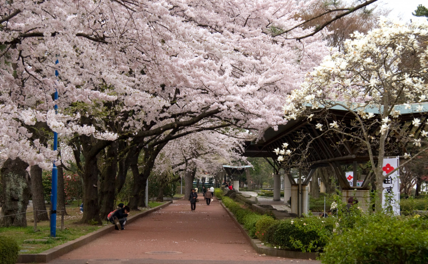Gợi ý lịch trình du lịch Nhật Bản mùa hoa anh đào
