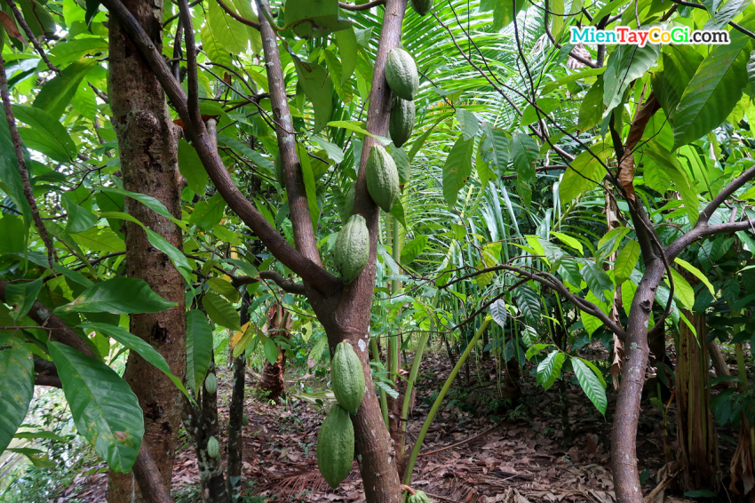 Muoi Cuong Cocoa Farm | How to go | Learn about chocolate making