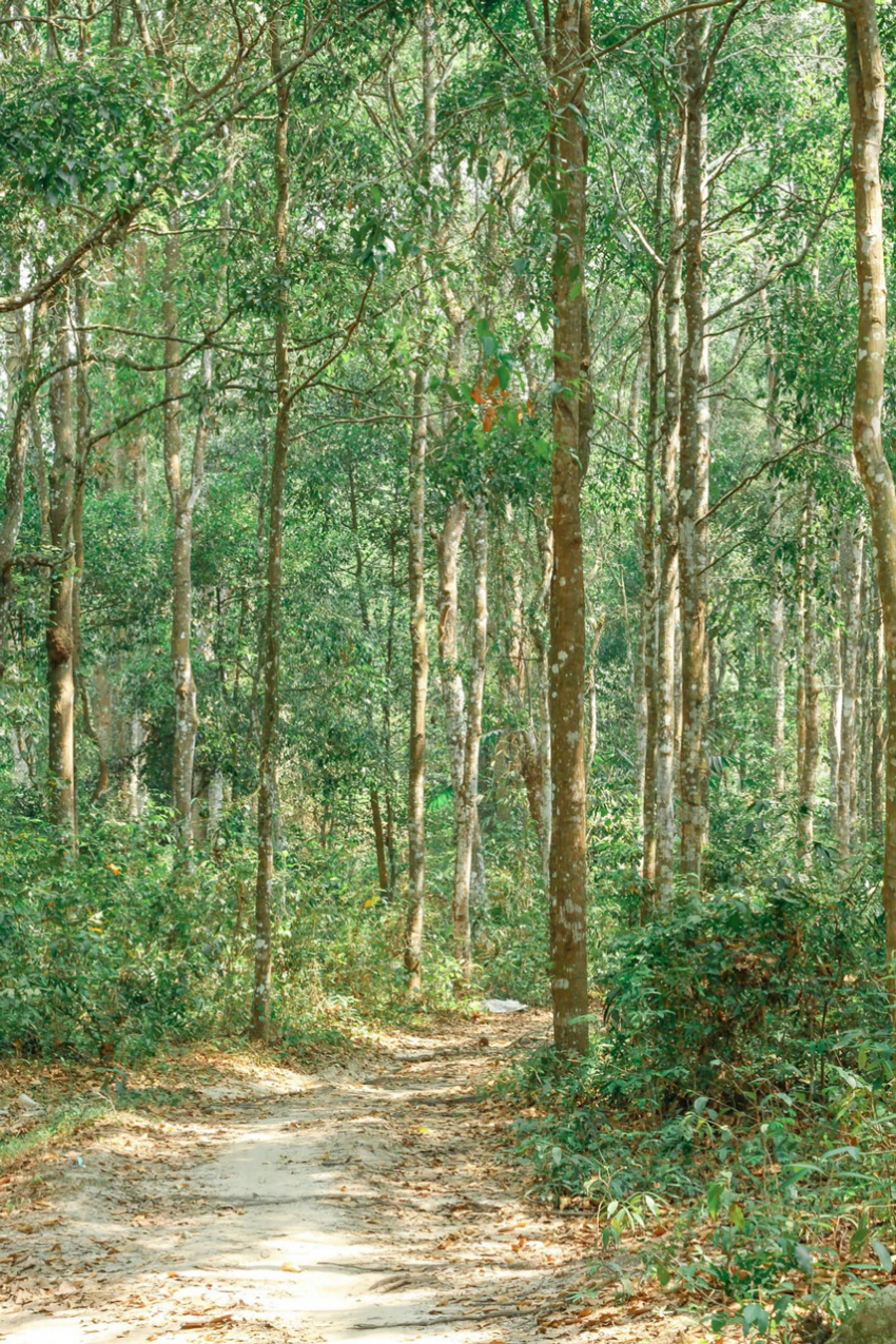 Rừng Cây Sao Tri Tôn An Giang | Hướng dẫn đường đi | Review hình ảnh