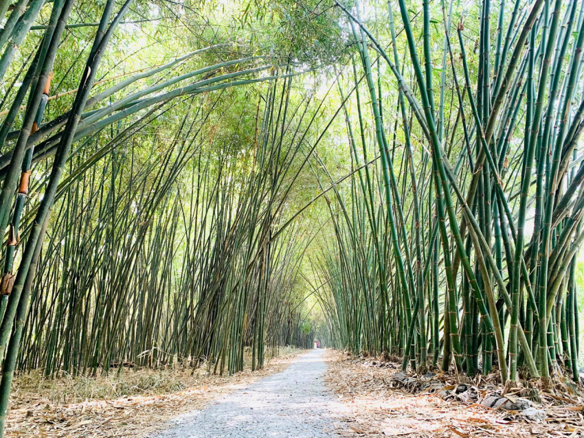 du lịch hậu giang, hậu giang, khu du lịch, khu sinh thái, khu sinh thái bamboo garden hậu giang | khu dã ngoại với rừng tre lớn