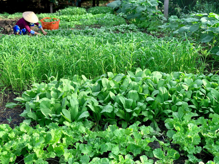 Mô hình cho thuê đất trồng rau Cần Thơ Eco Farm