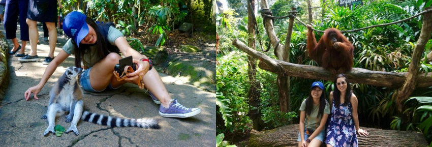 5 lý do vì sao sở thú singapore phải có trên danh sách điểm đến của bạn!