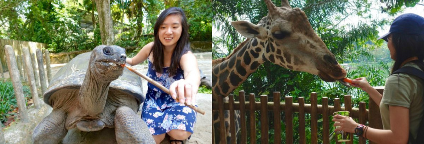 5 lý do vì sao sở thú singapore phải có trên danh sách điểm đến của bạn!