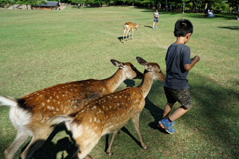 Hàng trăm người bị tấn công bởi hươu, Công Viên Nara Park – Nhật Bản đưa ra lời cảnh báo