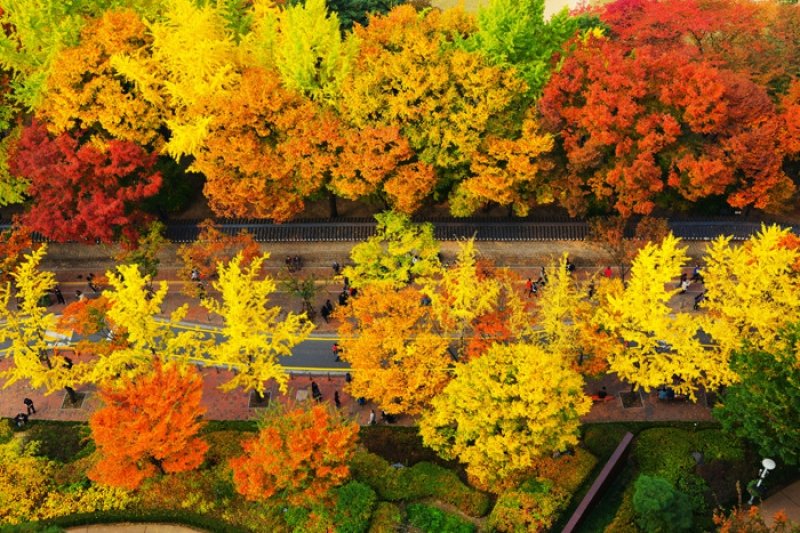 mùa thu hàn quốc và 9 nơi đẹp lộng lẫy cho bạn thỏa sức sống ảo