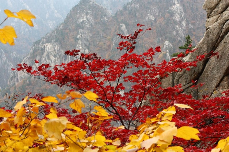 mùa thu hàn quốc và 9 nơi đẹp lộng lẫy cho bạn thỏa sức sống ảo