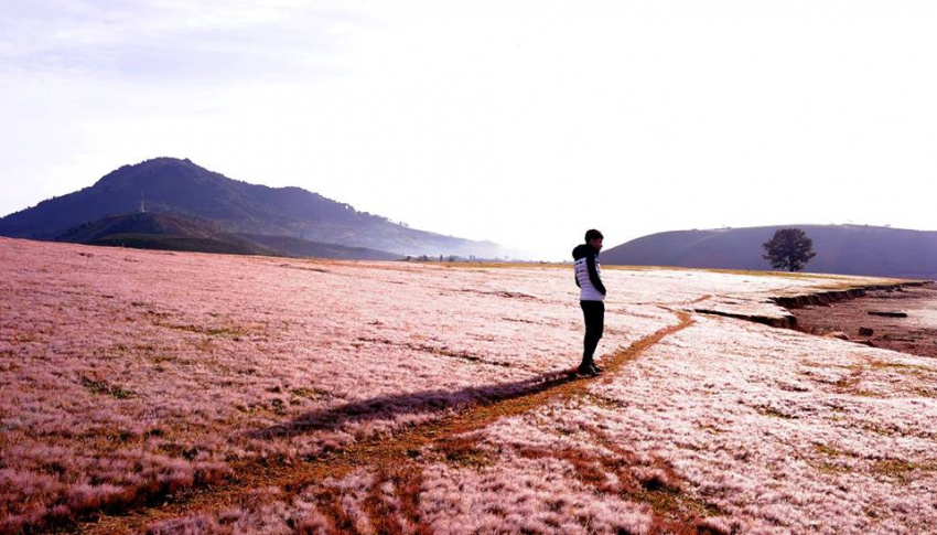 du lịch đà lạt – phượt đến đồi cỏ hồng đẹp như tranh.