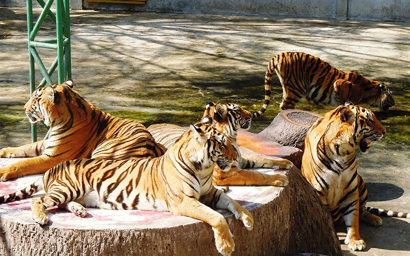 review du lịch thái lan: vườn thú sriracha tiger zoo