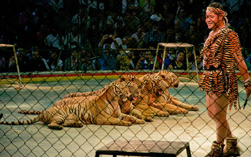 review du lịch thái lan: vườn thú sriracha tiger zoo