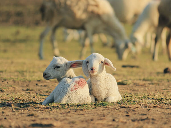 nông trại cừu vũng tàu – địa điểm check in siêu hot