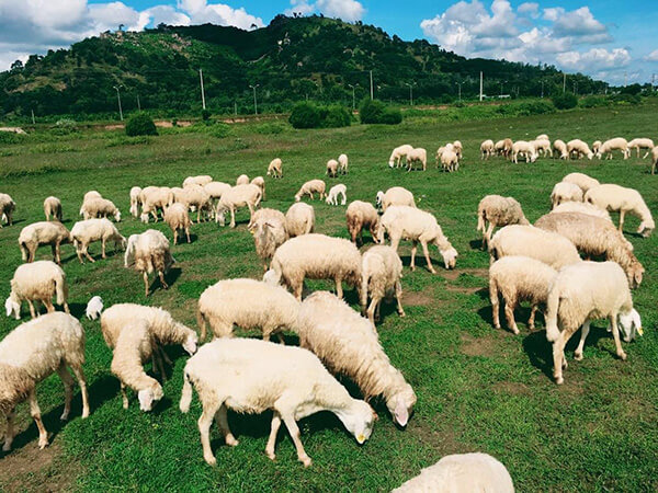 nông trại cừu vũng tàu – địa điểm check in siêu hot