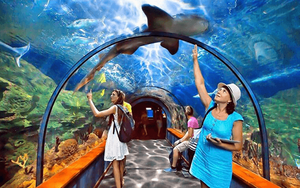 s.e.a aquarium – lạc vào thủy cung singapore