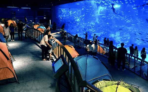 s.e.a aquarium – lạc vào thủy cung singapore