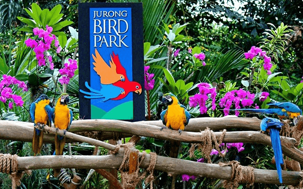 Vườn chim Jurong Singapore – Vương quốc các loài chim