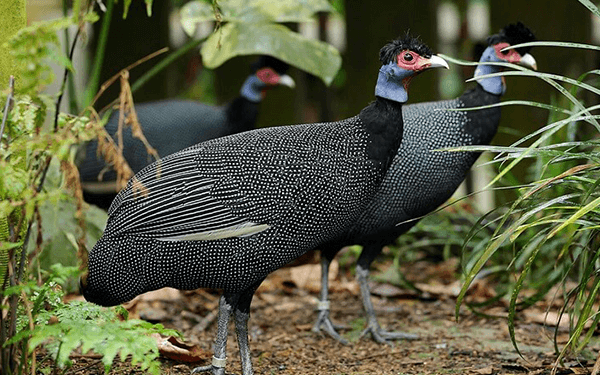 vườn chim jurong singapore – vương quốc các loài chim
