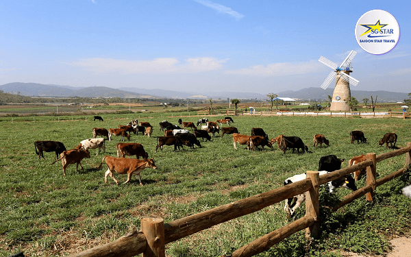 nông trại bò sữa đà lạt – địa điểm không thể bỏ qua