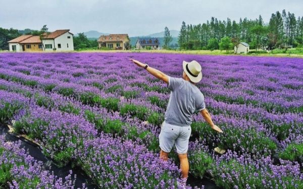 khu du lịch lavender đà lạt – đắm mình trong hương thơm nước hoa pháp