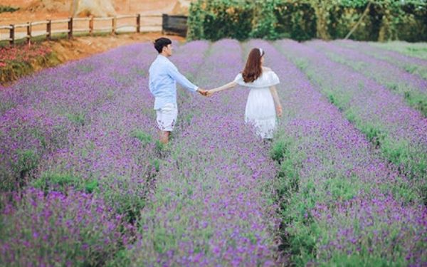 khu du lịch lavender đà lạt – đắm mình trong hương thơm nước hoa pháp