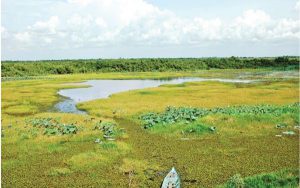 khu bảo tồn thiên nhiên xanh tươi tại khu bảo tồn đất ngập nước láng sen