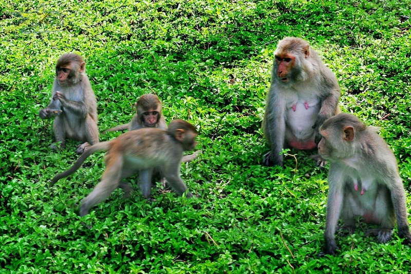 review kinh nghiệm đi du lịch nha trang đảo khỉ không nên bỏ qua!