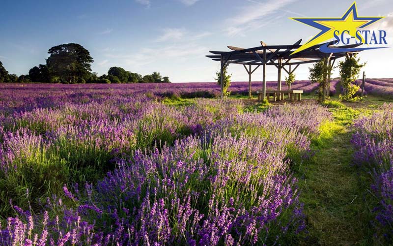 khu du lịch lavender đà lạt – sắc tím pháp trên đất việt