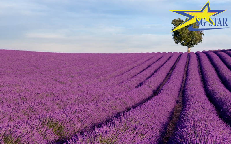 khu du lịch lavender đà lạt – sắc tím pháp trên đất việt