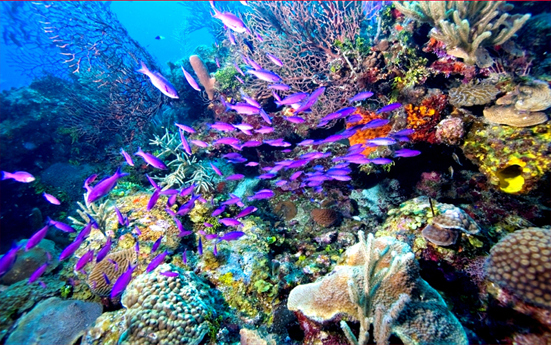 Lặn biển ngắm san hô ở Phú Quốc bạn đã thử chưa?