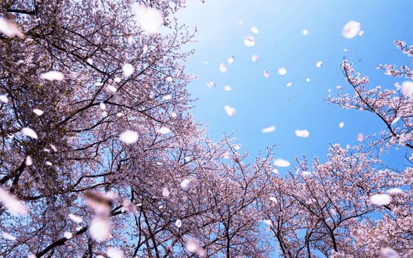 Tour Nhật Bản tháng 3- thời điểm tuyệt vời ngắm hoa Anh Đào